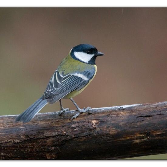 Kohlmeise: Tier im Habitat Hinterhof in der NatureSpots App