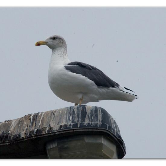 Heringsmöwe: Tier im Habitat Hinterhof in der NatureSpots App