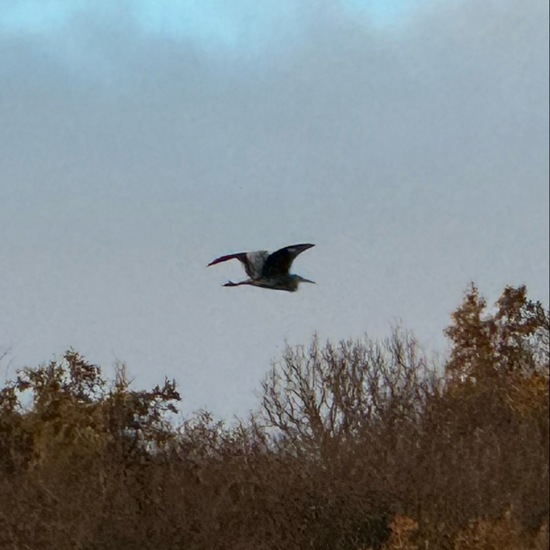 Graureiher: Tier im Habitat Anderes Grasland/Busch-Habitat in der NatureSpots App