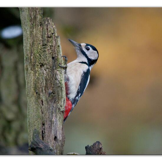 Great Spotted Woodpecker: Animal in habitat Backyard in the NatureSpots App