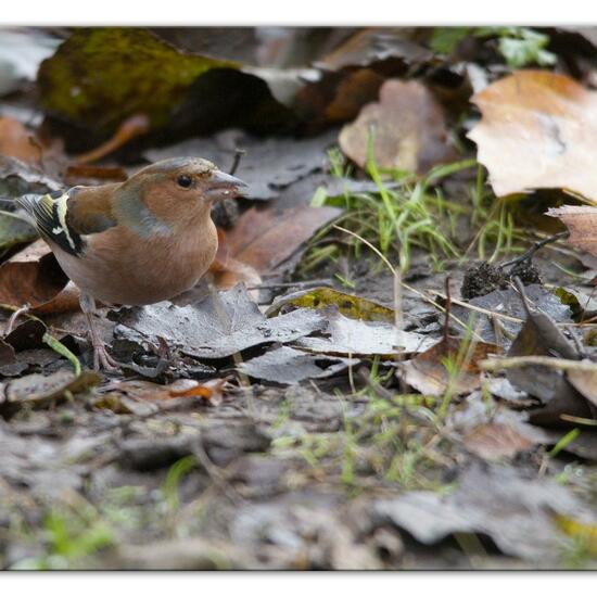 Buchfink: Tier im Habitat Hinterhof in der NatureSpots App