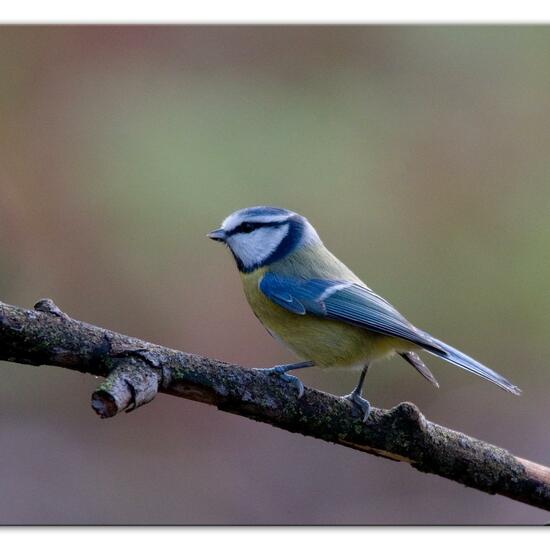 Cyanistes caeruleus: Animal in habitat Backyard in the NatureSpots App