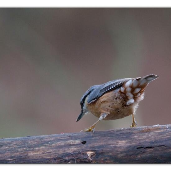 Kleiber: Tier im Habitat Hinterhof in der NatureSpots App