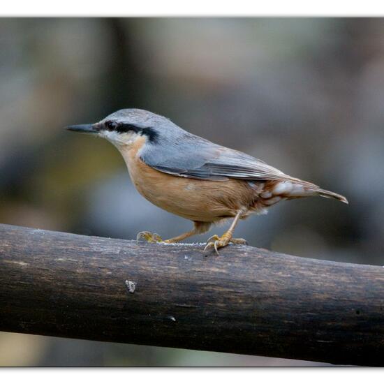 Kleiber: Tier im Habitat Hinterhof in der NatureSpots App