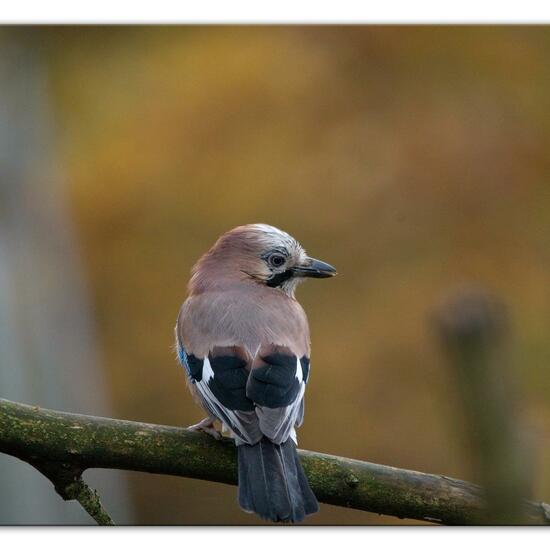 Eurasian Jay: Animal in habitat Backyard in the NatureSpots App