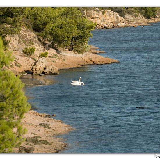 Mute swan: Animal in habitat Rocky coast in the NatureSpots App