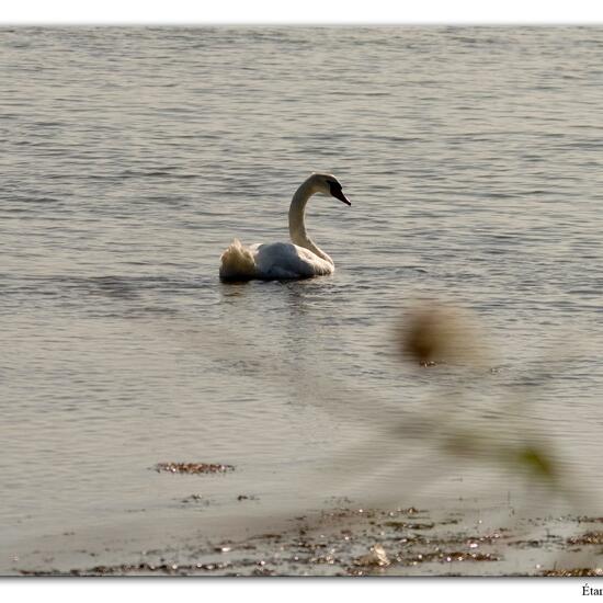 Mute swan: Animal in habitat Rocky coast in the NatureSpots App