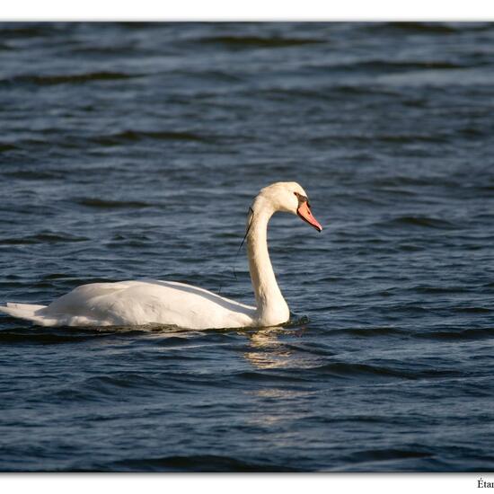 Mute swan: Animal in habitat Rocky coast in the NatureSpots App