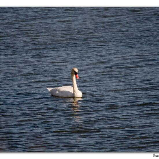 Mute swan: Animal in habitat Rocky coast in the NatureSpots App