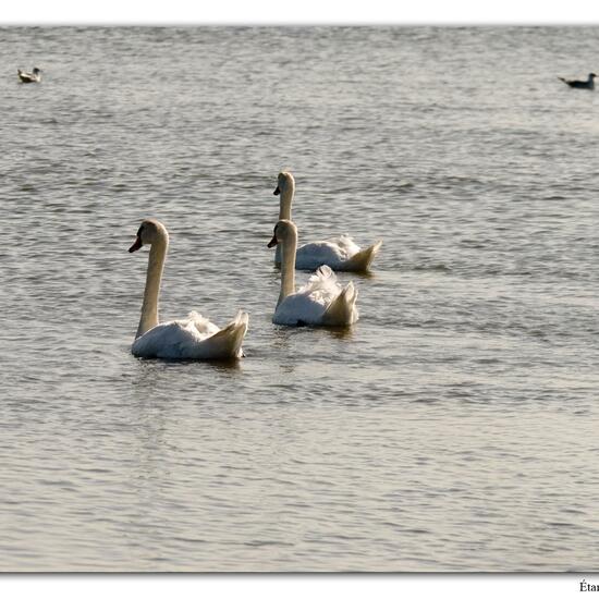 Mute swan: Animal in habitat Rocky coast in the NatureSpots App