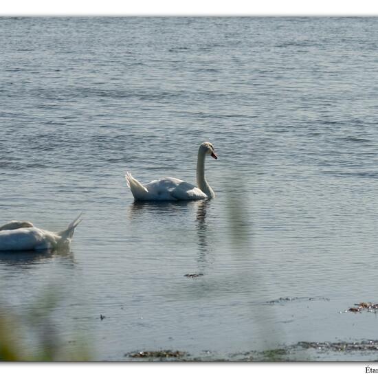 Mute swan: Animal in habitat Rocky coast in the NatureSpots App