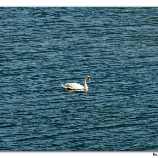 Mute swan: Animal in habitat Rocky coast in the NatureSpots App