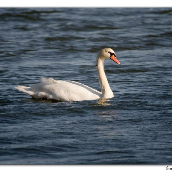 Mute swan: Animal in habitat Rocky coast in the NatureSpots App