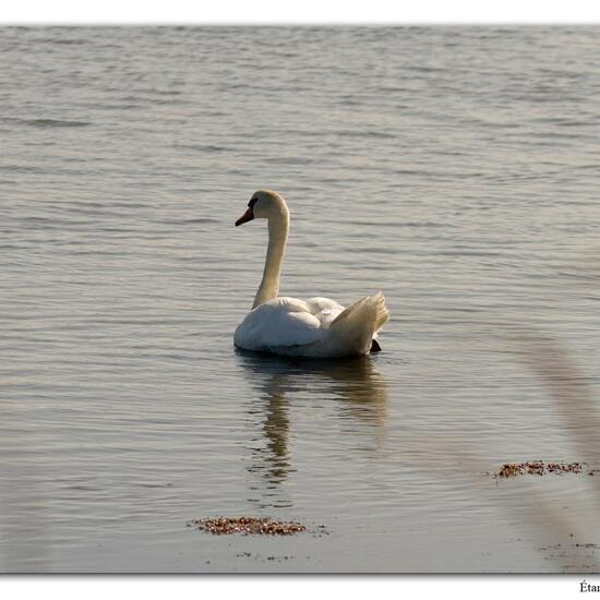 Mute swan: Animal in habitat Rocky coast in the NatureSpots App