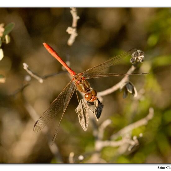 Sympetrum meridionale: Animal in habitat Mountain in the NatureSpots App