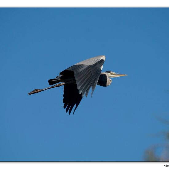 Grey Heron: Animal in habitat Marine habitat in the NatureSpots App