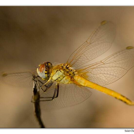 Red-veined darter: Animal in habitat Rock areas in the NatureSpots App