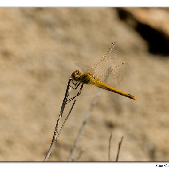 Red-veined darter: Animal in habitat Rock areas in the NatureSpots App