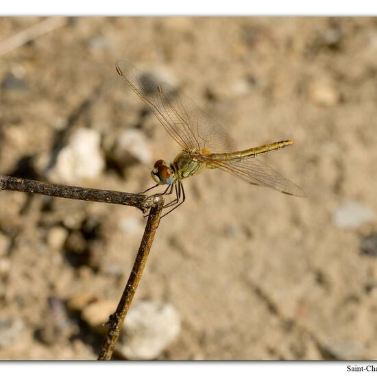 Red-veined darter: Animal in habitat Rock areas in the NatureSpots App