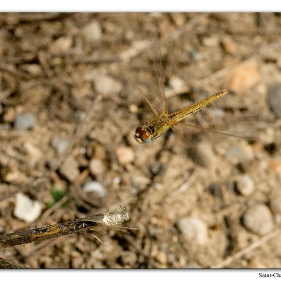 Frühe Heidelibelle: Tier im Habitat Felsgebiet in der NatureSpots App