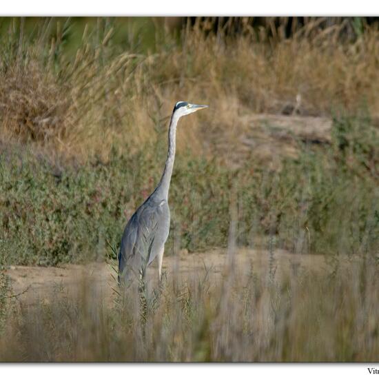 Grey Heron: Animal in habitat Marine habitat in the NatureSpots App