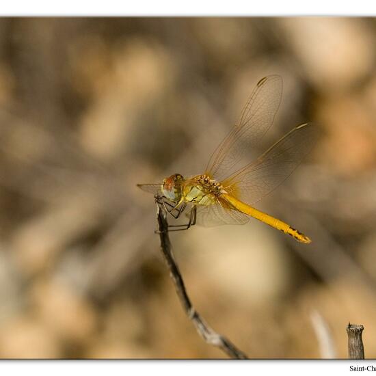 Red-veined darter: Animal in habitat Rock areas in the NatureSpots App