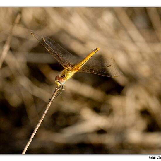 Red-veined darter: Animal in habitat Rock areas in the NatureSpots App