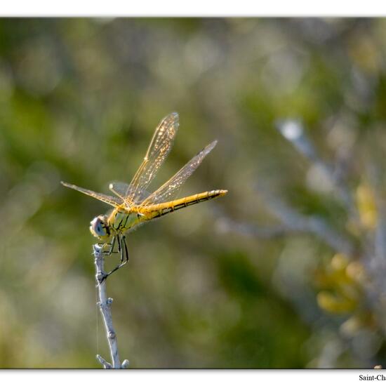 Red-veined darter: Animal in habitat Rock areas in the NatureSpots App