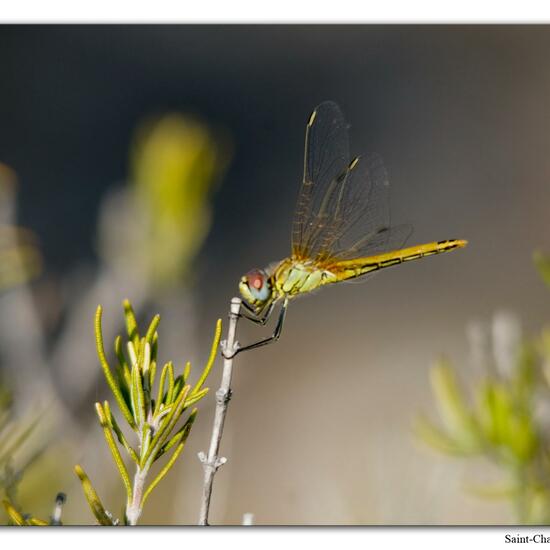 Red-veined darter: Animal in habitat Rock areas in the NatureSpots App