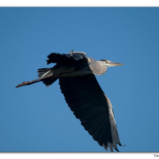 Grey Heron: Animal in habitat Marine habitat in the NatureSpots App