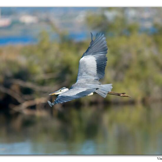 Grey Heron: Animal in habitat Marine habitat in the NatureSpots App