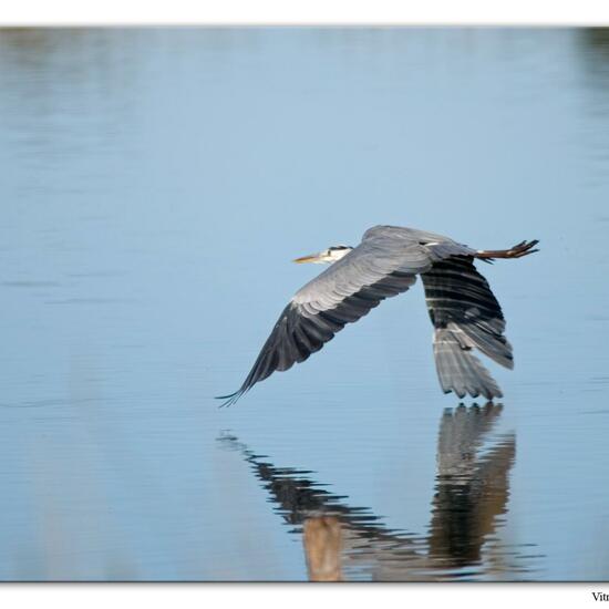 Grey Heron: Animal in habitat Marine habitat in the NatureSpots App