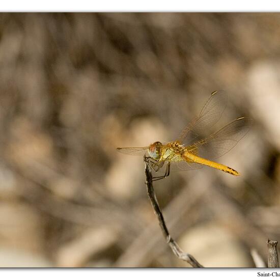 Red-veined darter: Animal in habitat Rock areas in the NatureSpots App