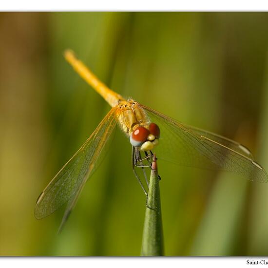 Red-veined darter: Animal in habitat Rock areas in the NatureSpots App