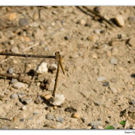 Frühe Heidelibelle: Tier im Habitat Felsgebiet in der NatureSpots App