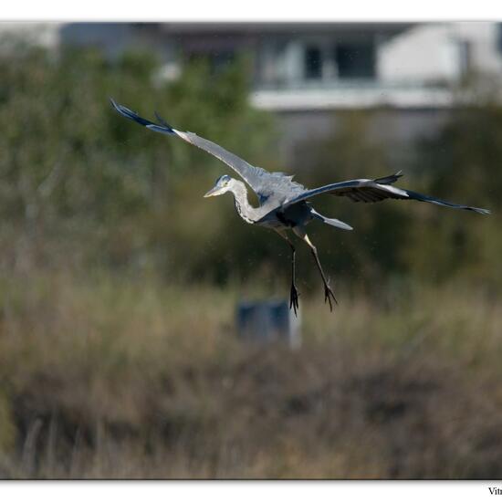 Grey Heron: Animal in habitat Marine habitat in the NatureSpots App