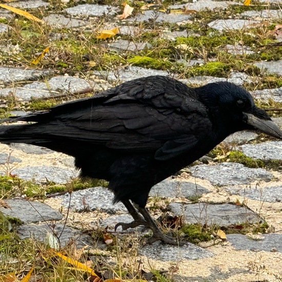 Carrion Crow: Animal in habitat Road or Transportation in the NatureSpots App