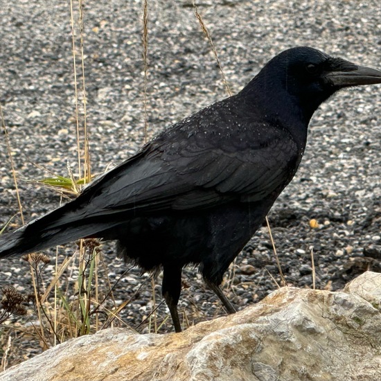 Carrion Crow: Animal in habitat Agricultural meadow in the NatureSpots App