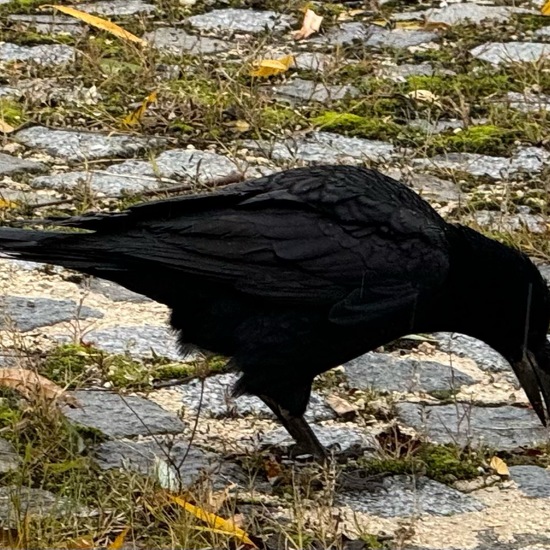 Carrion Crow: Animal in habitat Road or Transportation in the NatureSpots App