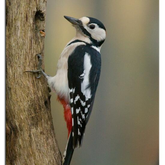 Great Spotted Woodpecker: Animal in habitat Backyard in the NatureSpots App