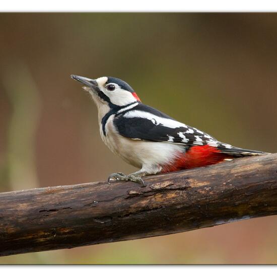 Great Spotted Woodpecker: Animal in habitat Backyard in the NatureSpots App