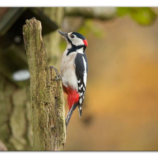 Great Spotted Woodpecker: Animal in habitat Backyard in the NatureSpots App