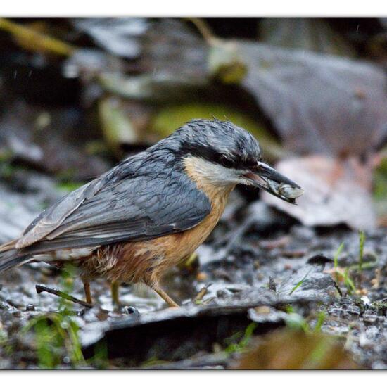 Kleiber: Tier im Habitat Hinterhof in der NatureSpots App