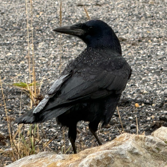 Carrion Crow: Animal in habitat Agricultural meadow in the NatureSpots App