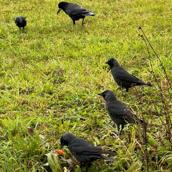 Coloeus monedula: Tier im Habitat Landwirtschaftliche Wiese in der NatureSpots App