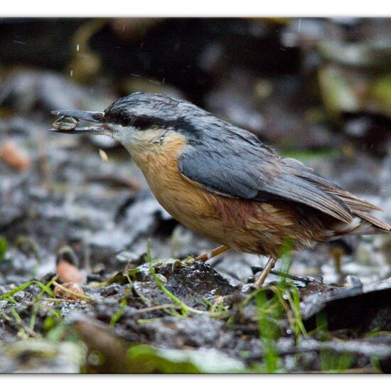 Kleiber: Tier im Habitat Hinterhof in der NatureSpots App