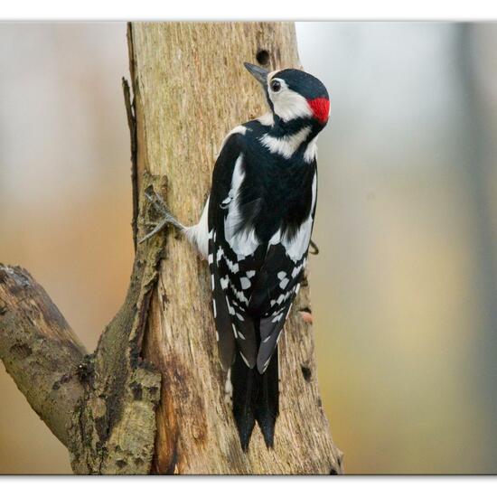 Great Spotted Woodpecker: Animal in habitat Backyard in the NatureSpots App