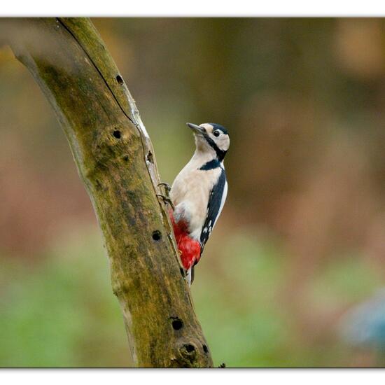 Great Spotted Woodpecker: Animal in habitat Backyard in the NatureSpots App