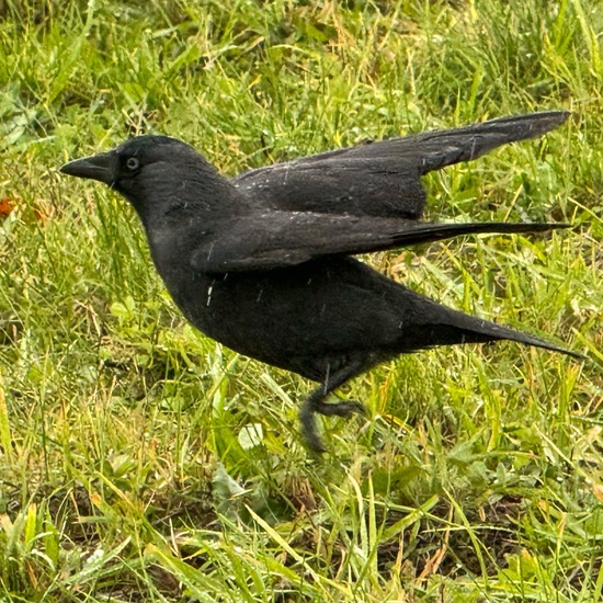 Coloeus monedula: Tier im Habitat Landwirtschaftliche Wiese in der NatureSpots App