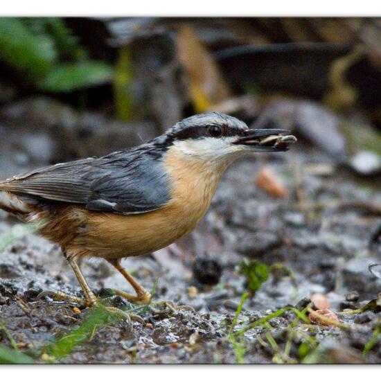 Kleiber: Tier im Habitat Hinterhof in der NatureSpots App